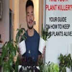 How To Keep A Plant Alive