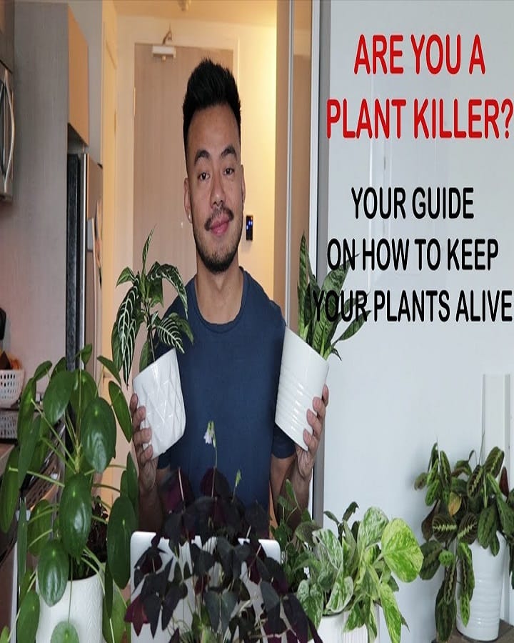 How To Keep A Plant Alive
