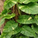 Epipremnum Aureum Plant : The Perfect Indoor Plant for Your Home 1200px-Money_Plant_Epipremnum_aureum_4_720x900
