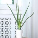 Aloe Vera Plant in Bedroom: Nature’s Secret to Better Sleep and Air Aloe Vera Plant in Bedroom