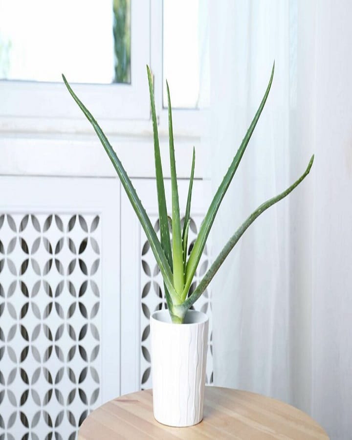 Aloe Vera Plant in Bedroom