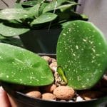 Why Are My Hoya Leaves Soft? Common Causes & Easy Fixes Hoya Leaves Soft