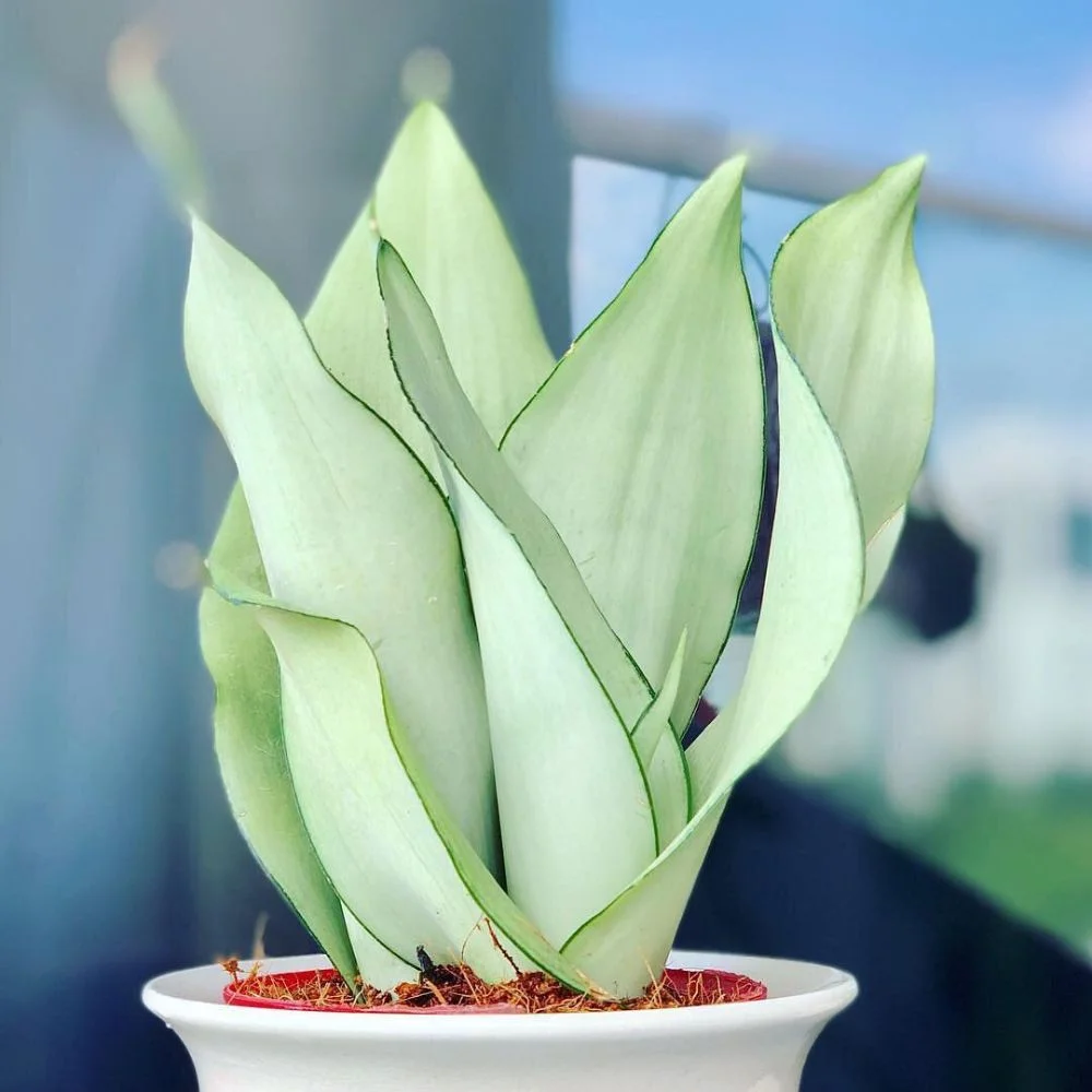 Sansevieria Light Green