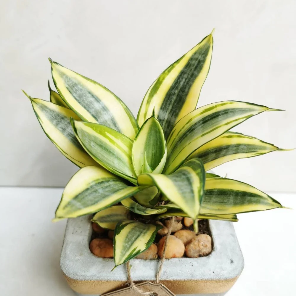 Sansevieria Light Green