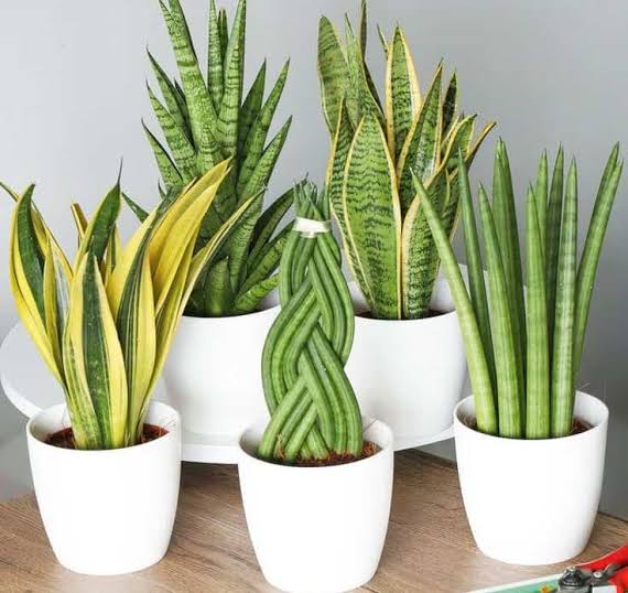 Snake Plant in Bedroom