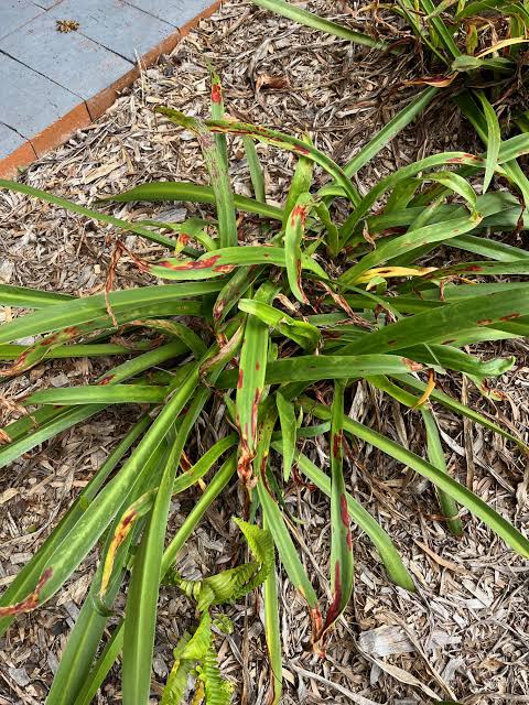 Large Strappy Leaf Plants