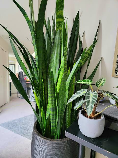 Snake Plant in Bedroom