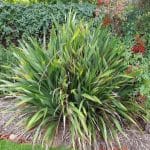 Large Strappy Leaf Plants: Bold Beauty for Your Home and Garden images_17_720x900