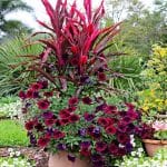 Transform Your Outdoor Space with Lush Tropical Patio Plants Tropical Patio Plants