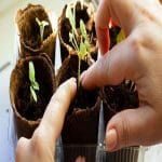 Check Soil Moisture with Your Fingers