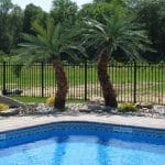 Pool Palm Trees: The Ultimate Guide to Creating a Tropical Poolside Paradise Pool Palm Trees