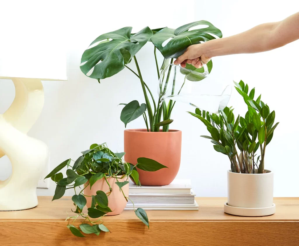 Stick to Water for Plants