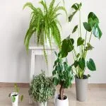 Big Plants for Low Light: Lush Greenery Even in Shade Big Plants for Low Light