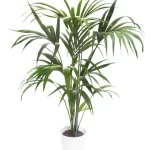 Bring Tropical Elegance Indoors with the Howea Forsteriana (Kentia Palm): A Perfect Guide Howea Forsteriana