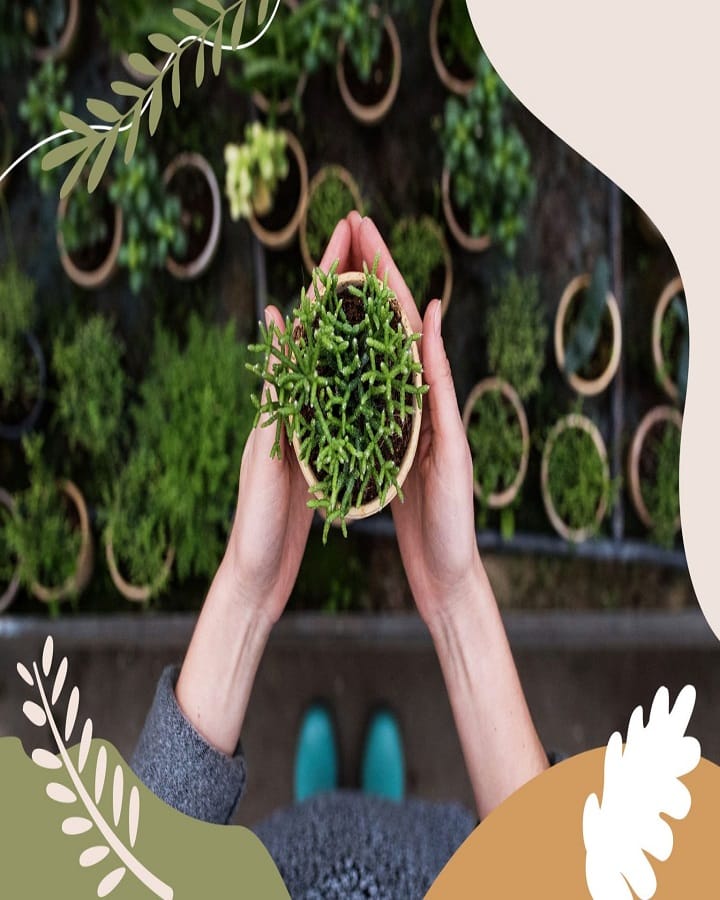 Keeping Plants Alive for Dummies