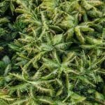 Exploring the Wonders of the Queensland Rainforest: A Perfect Guide Queensland Rainforest