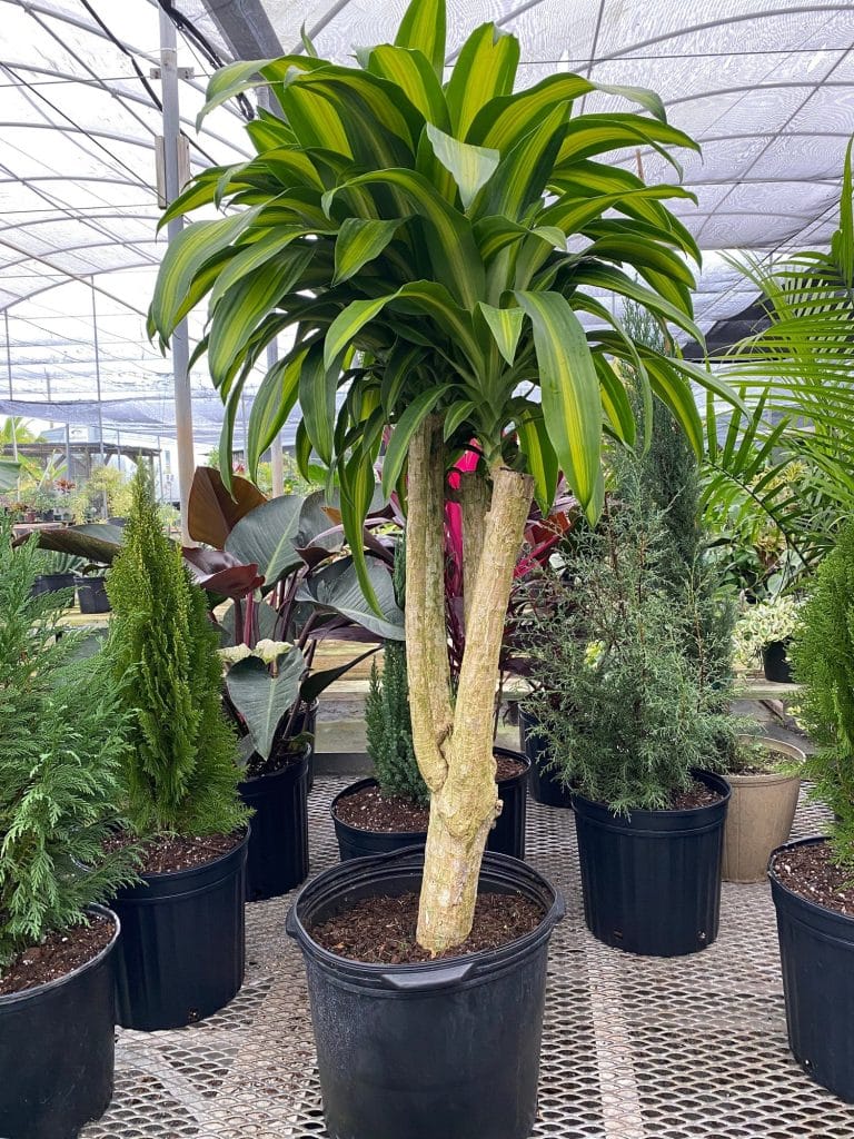 Dracaena Massangeana IKEA