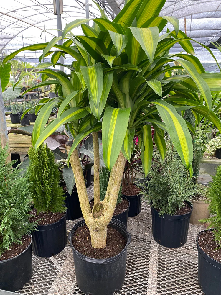 Dracaena Massangeana IKEA