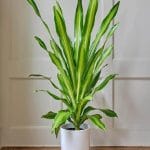 Dracaena Massangeana IKEA