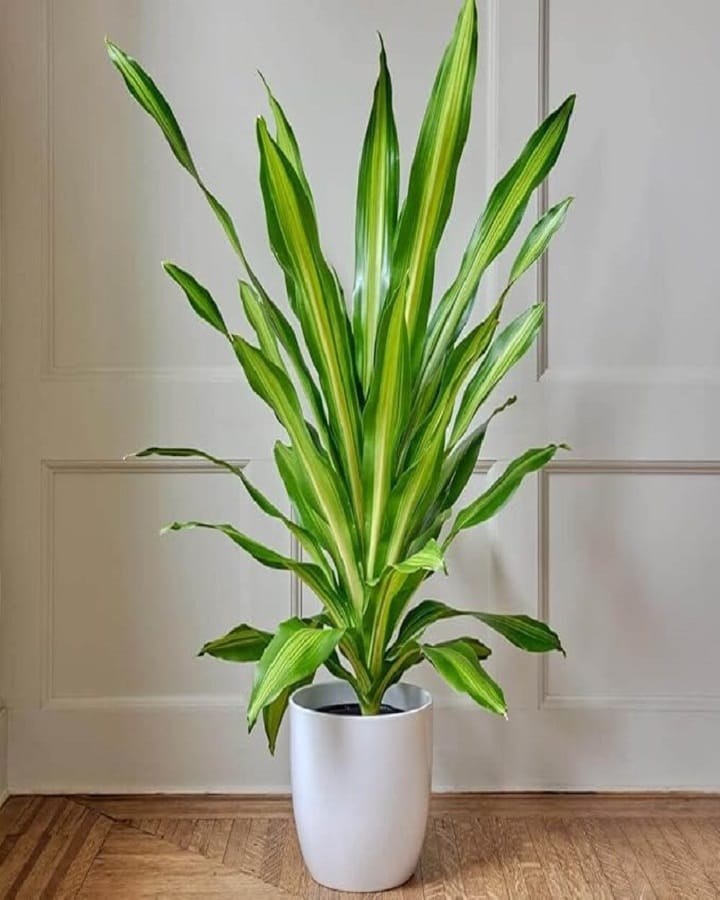 Dracaena Massangeana IKEA