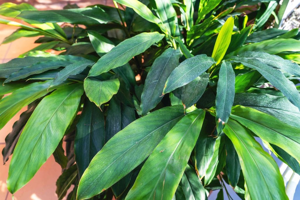 Cardamom Tree Height