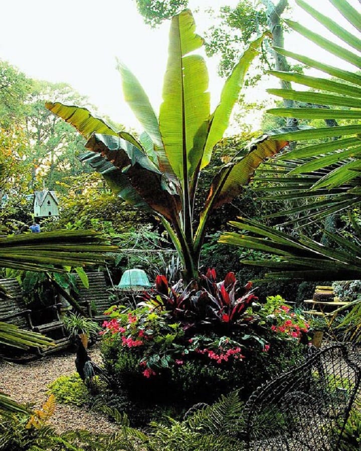 Outdoor Green Tropical Plants