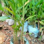 Cardamom Tree Height—A Perfect Guide Cardamom Tree Height