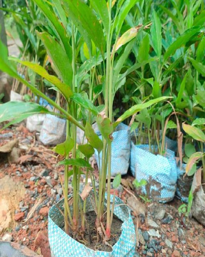 Cardamom Tree Height