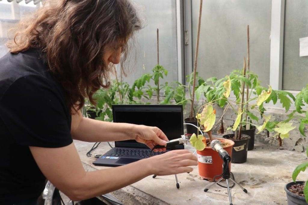 Talking to Plants and Vibrations