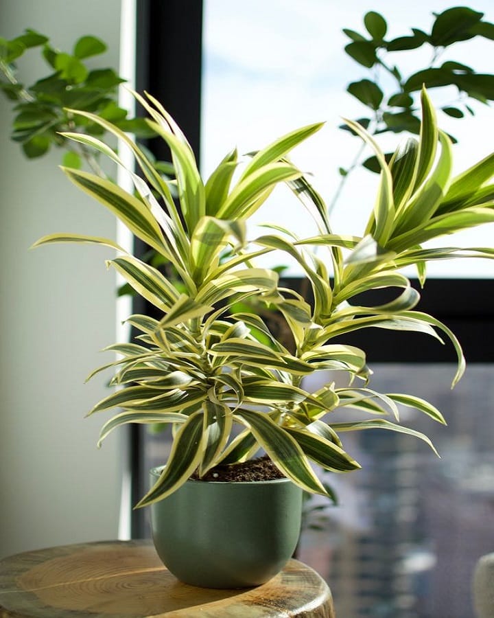Dracaena Plant