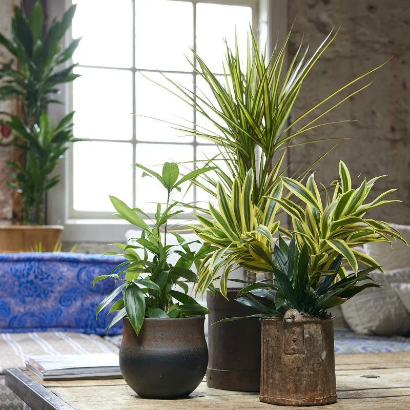 Dracaena Plant