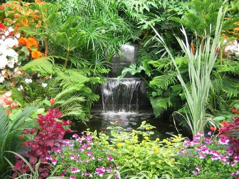 Tropical Garden Plants