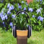 Talking to Plants and Vibrations: Can Sound Really Supercharge Growth? Talking to Plants and Vibrations