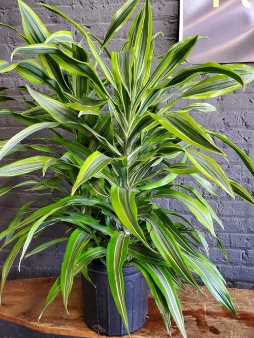 Dracaena Plant