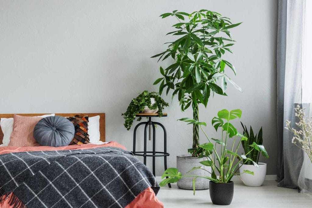 Best Plants for Your Bedroom