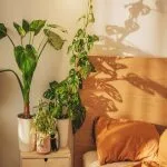 Best Plants for Your Bedroom: Create a Healthier and Calmer Space Best Plants for Your Bedroom