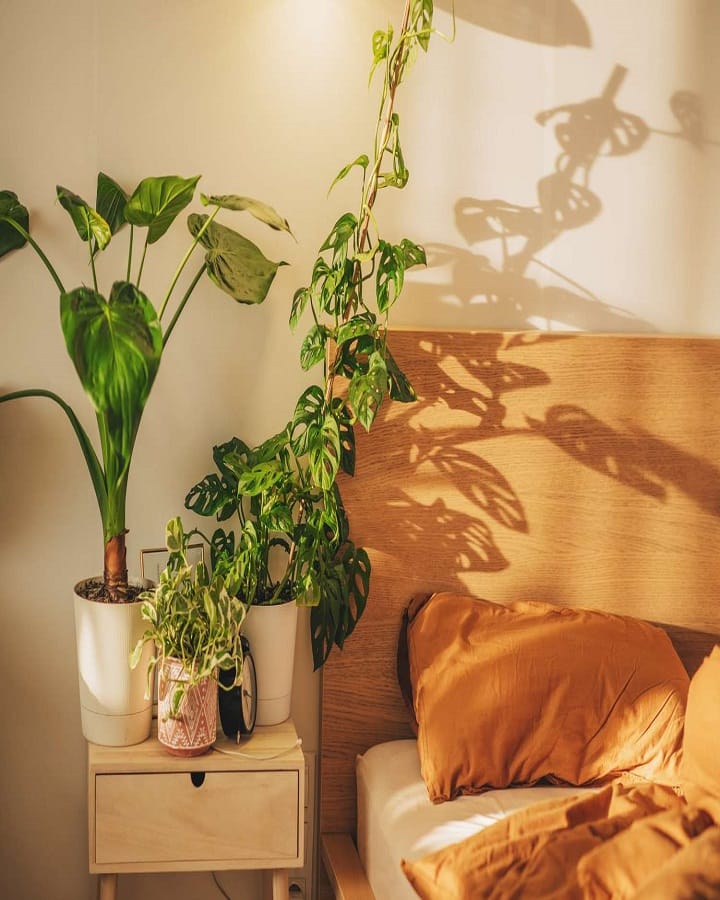Best Plants for Your Bedroom
