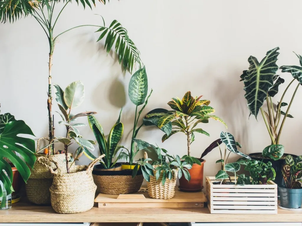 Tropical Garden Plants