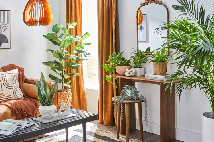 A Plant for Any Room