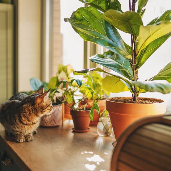 the Right Houseplant for Your Space