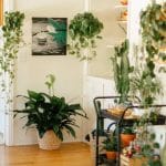 How to Choose the Right Houseplant for Your Space – A Complete Beginner’s Guide images_79_720x900