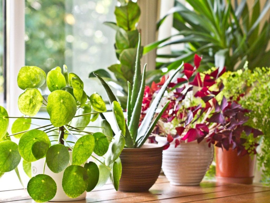 the Right Houseplant for Your Space